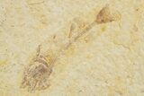 Three Juvenile Phareodus Fish Fossils - Wyoming #320195-1